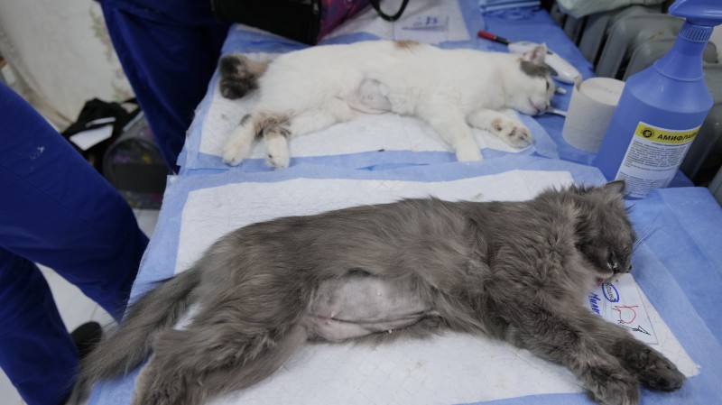В Махачкале прошла акция «День бесплатной стерилизации бездомных животных»