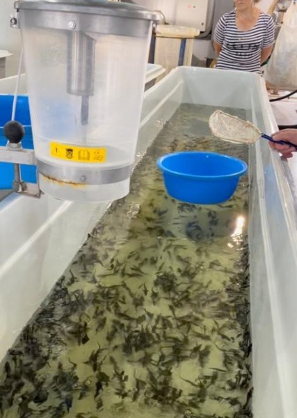 Работа Кизлярского участка отдела по борьбе с инфекционными и массовыми незаразными заболеваниями животных и рыб