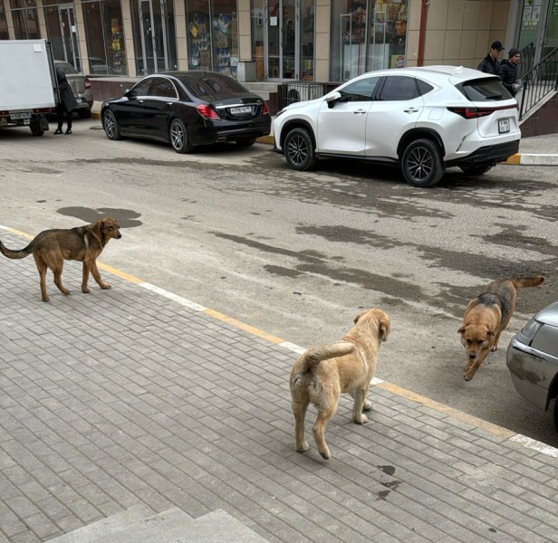 Меры по обращениям граждан в Каспийске