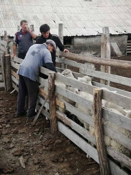 Перегон овец с летних на зимние пастбища в Хунзахском районе