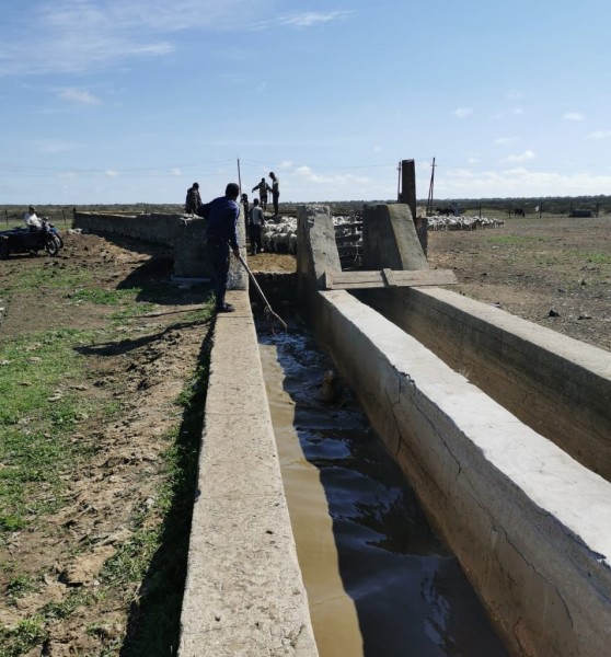 В Дагестане начался перегон овец