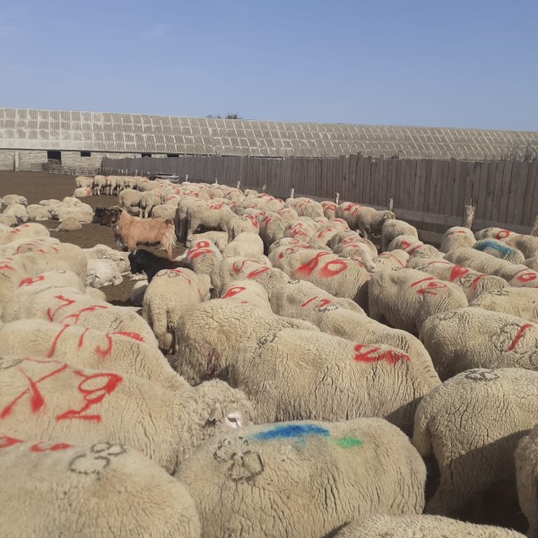 Ветеринарные мероприятия в хозяйствах Гунибского района