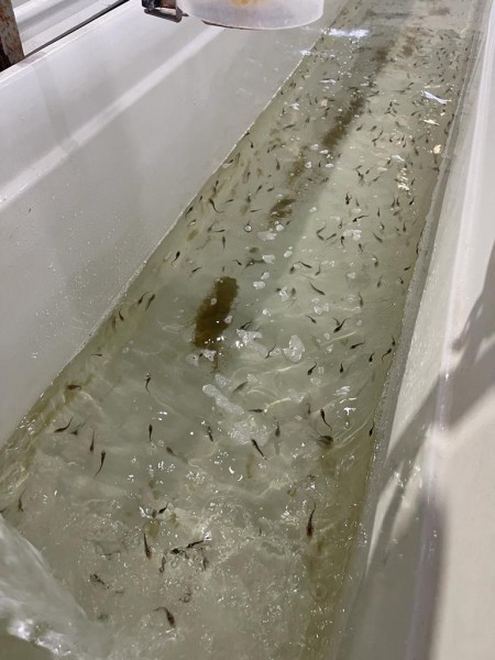 Выпуск молоди кутума