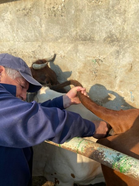 Совместные исследования на инфекционные заболевания КРС в Карабудахкентском районе