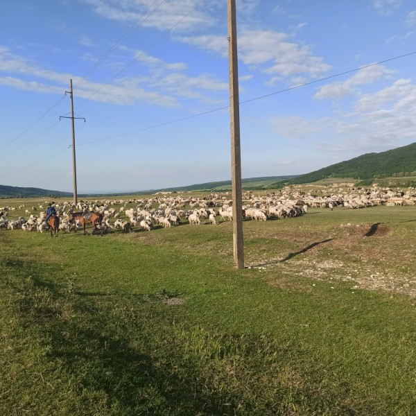 Перегон скота на летние пастбища по территории Казбековского района