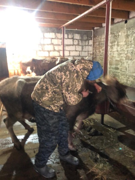 В населенных пунктах Чародинского района идут профилактические, диагностические ветеринарные мероприятия