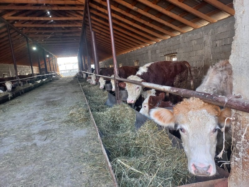 Мониторинговые мероприятия в племенном хозяйстве