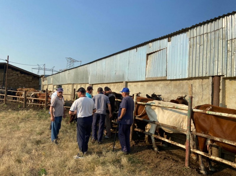 Совместные исследования на инфекционные заболевания КРС в Карабудахкентском районе