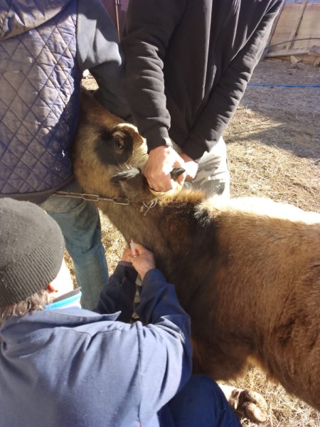 Ветеринарные мероприятия в хозяйствах Гунибского района