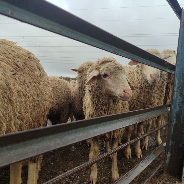 Ветеринарно-мониторинговые посты