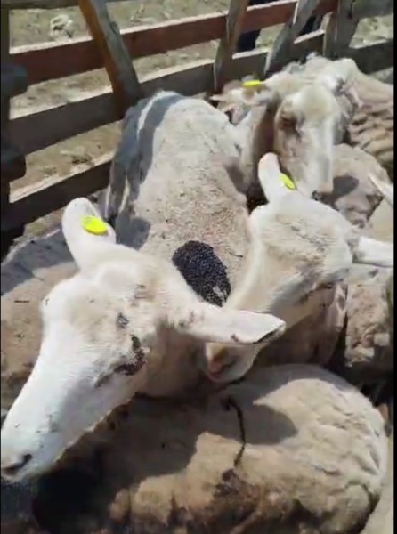 Ветеринарные мероприятия в Акушинском районе