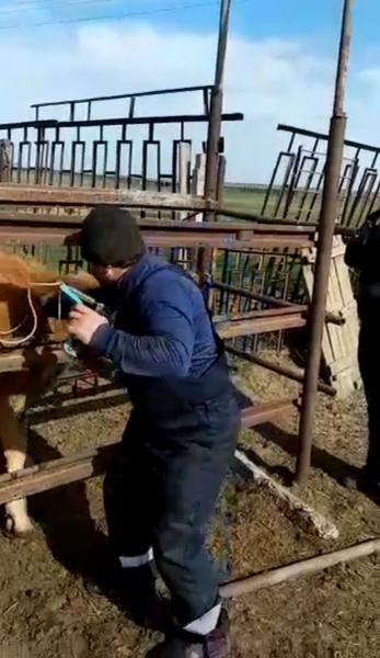 Ветеринарные мероприятия в Бакресской зоне отгонного животноводства