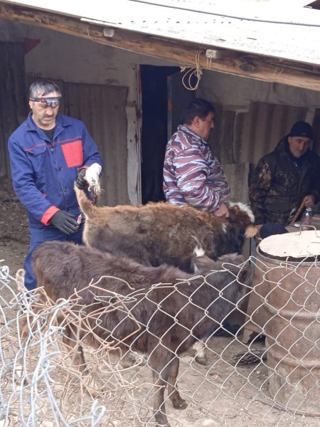 Ветеринарные мероприятия в хозяйствах республики
