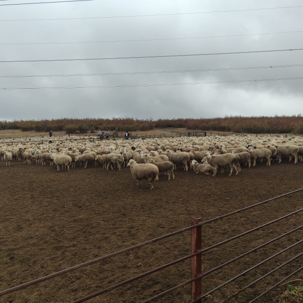 Ветеринарно-мониторинговые посты