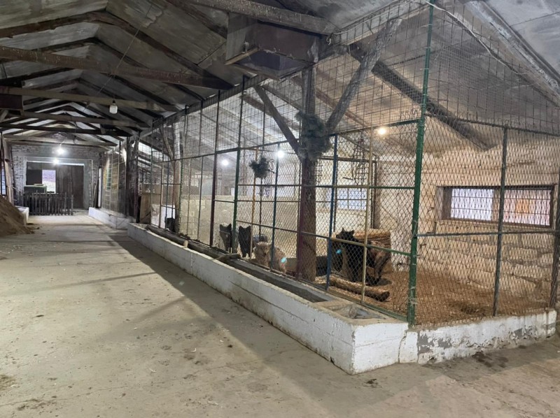 ДРОО Развития «Право на жизнь» передала новым  владельцам 11 собак