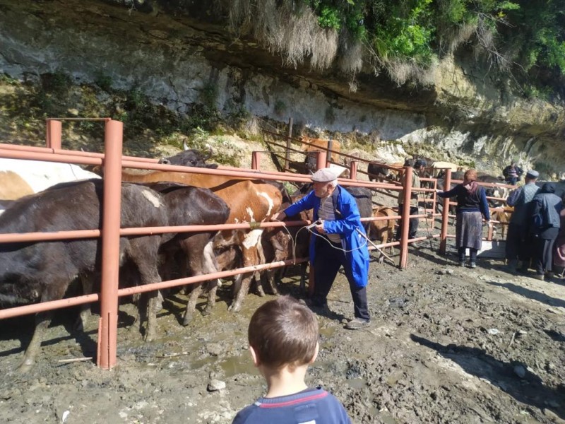 Осенние ветеринарные мероприятия в районах республики