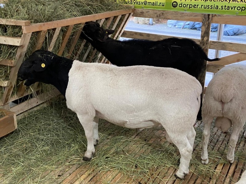 В Ставропольском крае проходит 21- я Российская выставка «Минводы ЭКСПО»