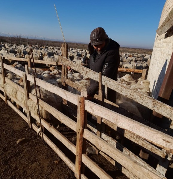 Ветеринарные мероприятия в Гумбетовском районе