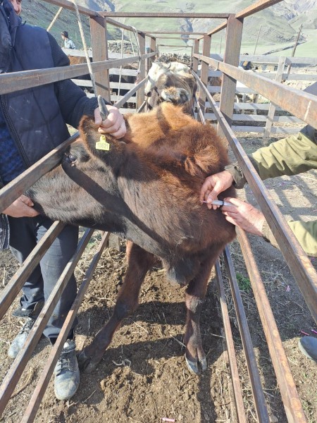 Ветеринарные мероприятия в Курахском районе