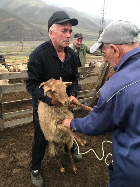 Активная пора ветеринарных мероприятий