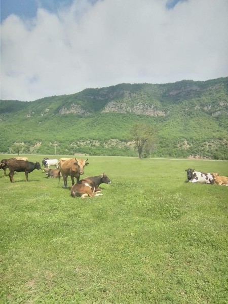 Мониторинг биркования животных в Хивском районе