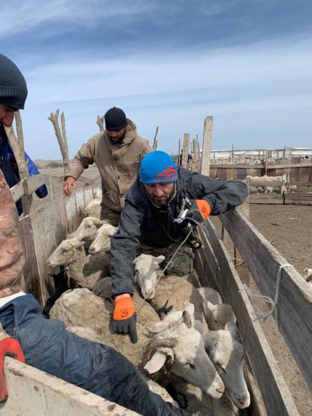Профилактические и диагностические ветеринарные мероприятия в Тляратинском районе