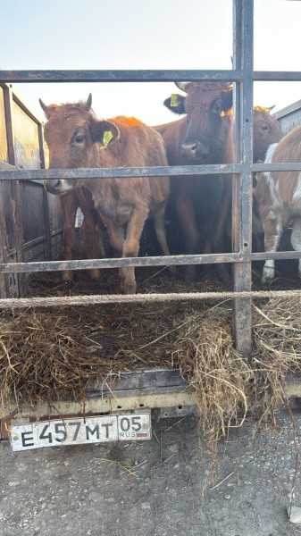 Мероприятия по идентификации животных на сельскохозяйственных рынках