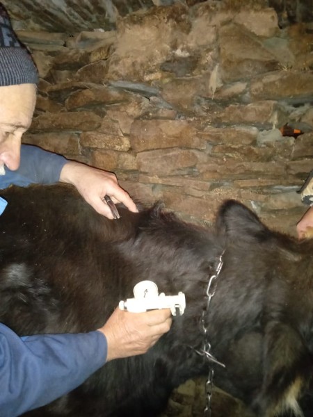 В населенных пунктах Чародинского района идут профилактические, диагностические ветеринарные мероприятия