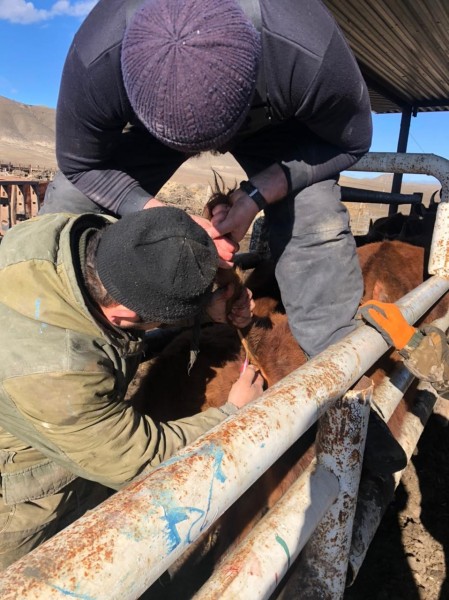 Подведение итогов работы ветеринарной службы Буйнакского района