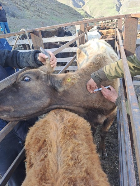 Ветеринарные мероприятия в Курахском районе