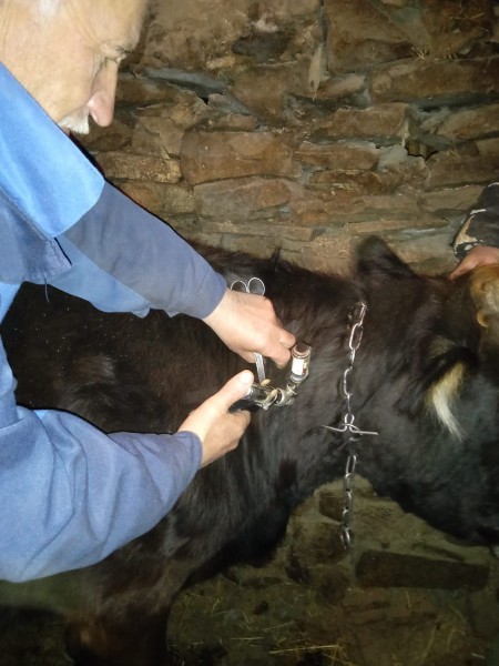 В населенных пунктах Чародинского района идут профилактические, диагностические ветеринарные мероприятия