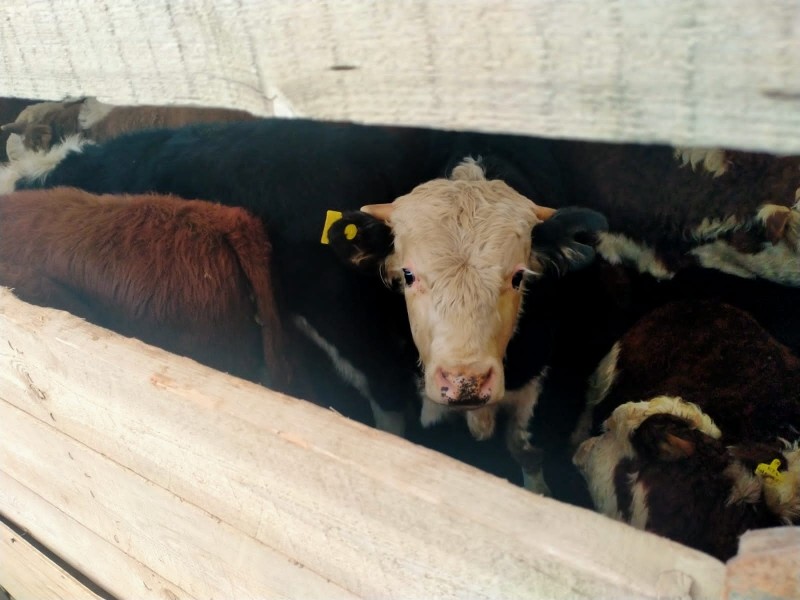 Мероприятия по достижению эпизоотического благополучия