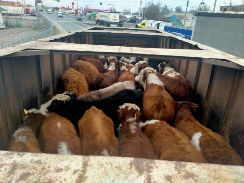 Мероприятия по достижению эпизоотического благополучия