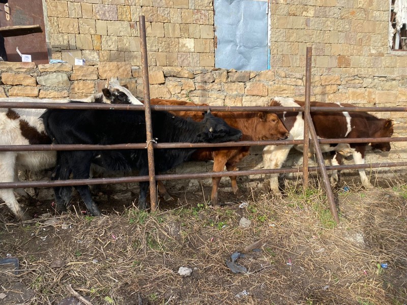 Ветеринарные мероприятия в Гунибском районе