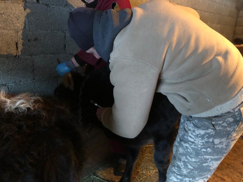 В населенных пунктах Чародинского района идут профилактические, диагностические ветеринарные мероприятия