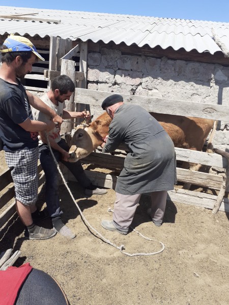 Весенние плановые работы в хозяйствах Рутульского района в Бакресской зоне отгонного животноводства