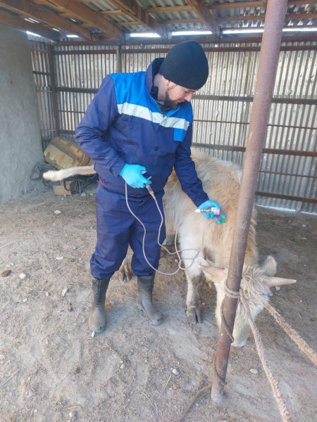 Ветеринарно-профилактические мероприятия в Гунибском районе