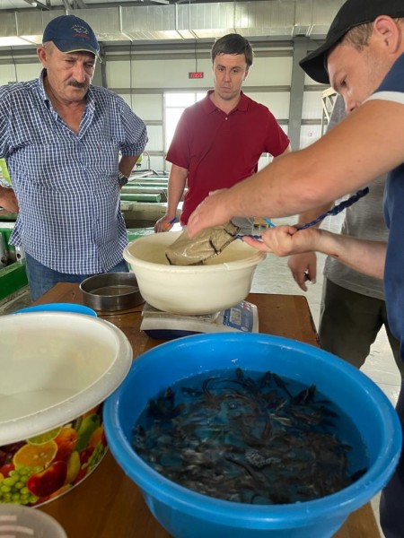 Работа Кизлярского участка отдела по борьбе с инфекционными и массовыми незаразными заболеваниями животных и рыб