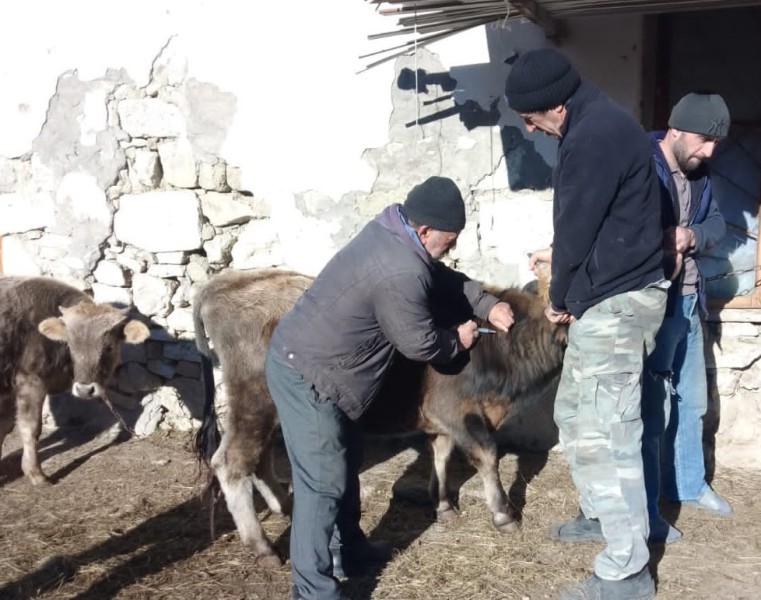 Ветеринарные мероприятия в хозяйствах Гунибского района