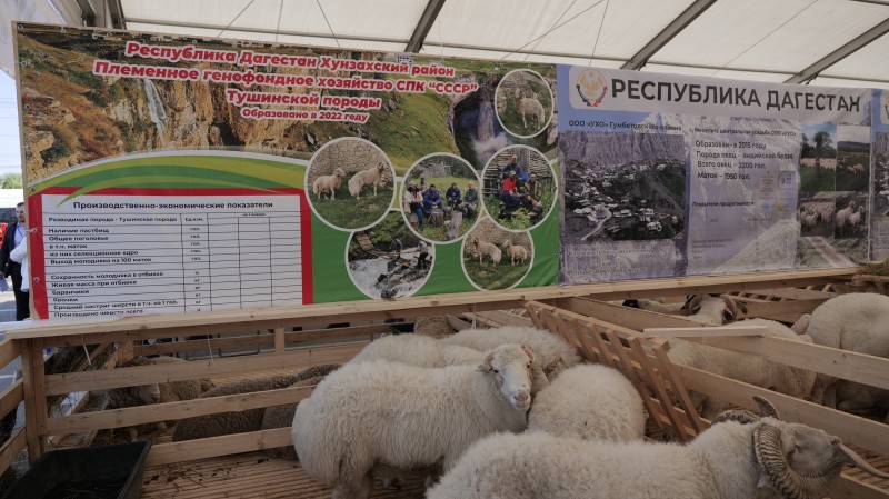В Дагестане проходит 23 –я Российская выставка племенных овец и коз
