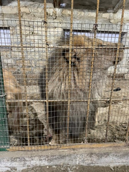 ДРОО Развития «Право на жизнь» передала новым  владельцам 11 собак