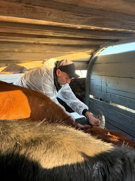 Мероприятия по идентификации животных на сельскохозяйственных рынках