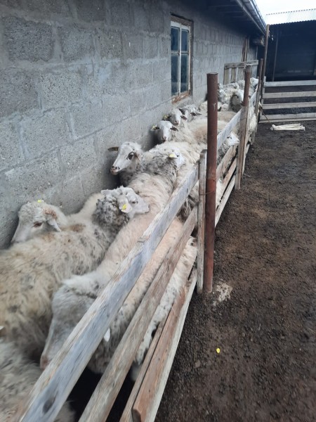 Ветеринарные мероприятия в Курахском районе