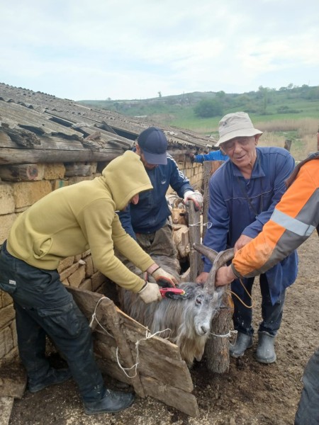 Ветеринарные мероприятия в Курахском районе
