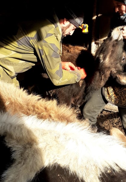 Профилактические и диагностические мероприятия в Шамильском районе