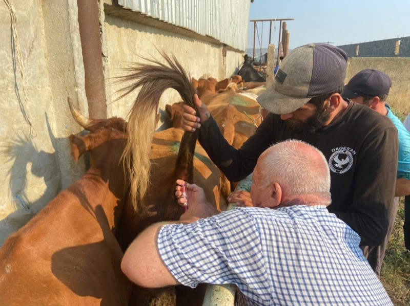 Совместные исследования на инфекционные заболевания КРС в Карабудахкентском районе