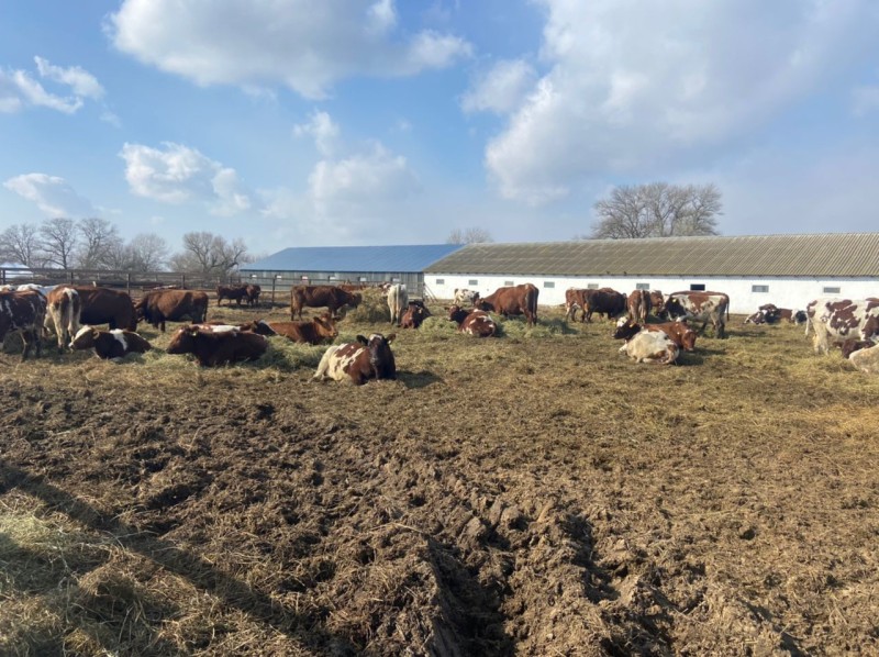 Консультативная помощь