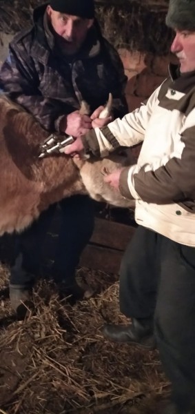 Противоэпизоотические мероприятия в республике