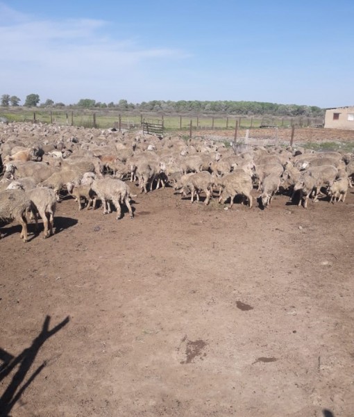 В Дагестане начался перегон овец
