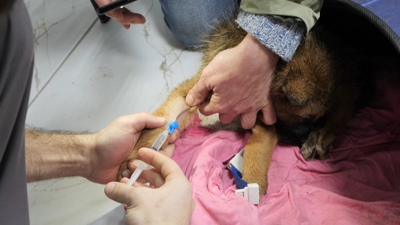 В Махачкале прошла акция «День бесплатной стерилизации бездомных животных»